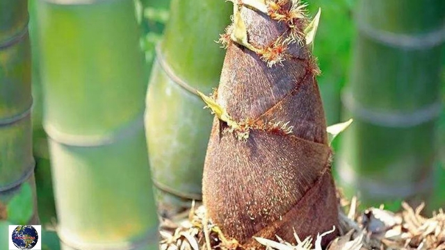 Chhattisgarh-5-famous-dishes-